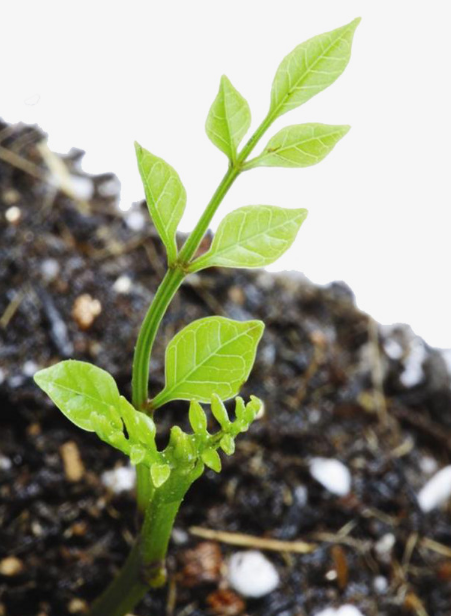 1532051473207357ZAhL.png 圖片181.png